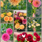 Dahlia Tuber Garden Blend | No 25
