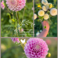 Dahlia Tuber Garden Blend | No 12