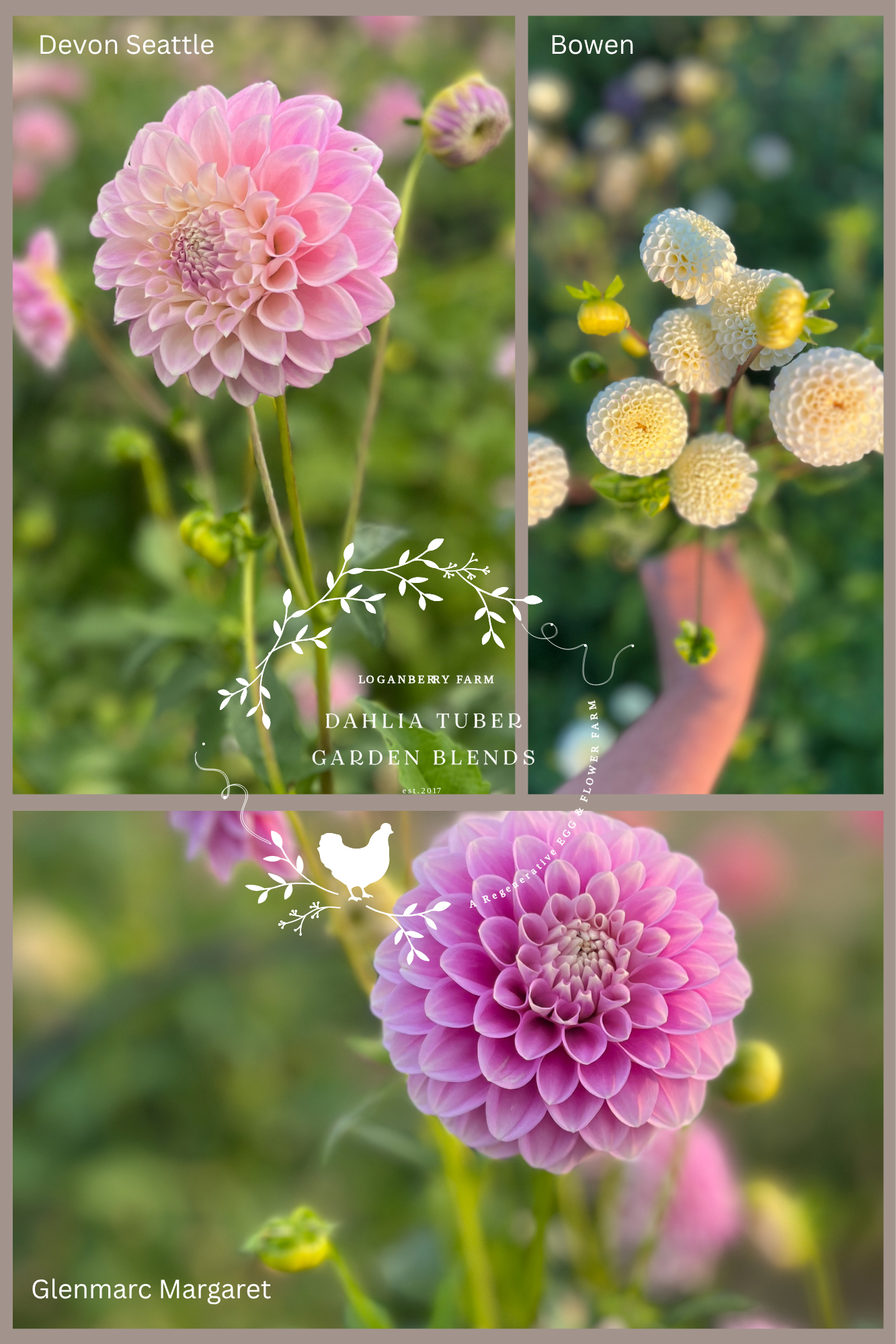 Dahlia Tuber Garden Blend | No 12