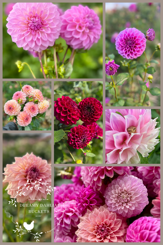 Dreamy Dahlia Flower Buckets