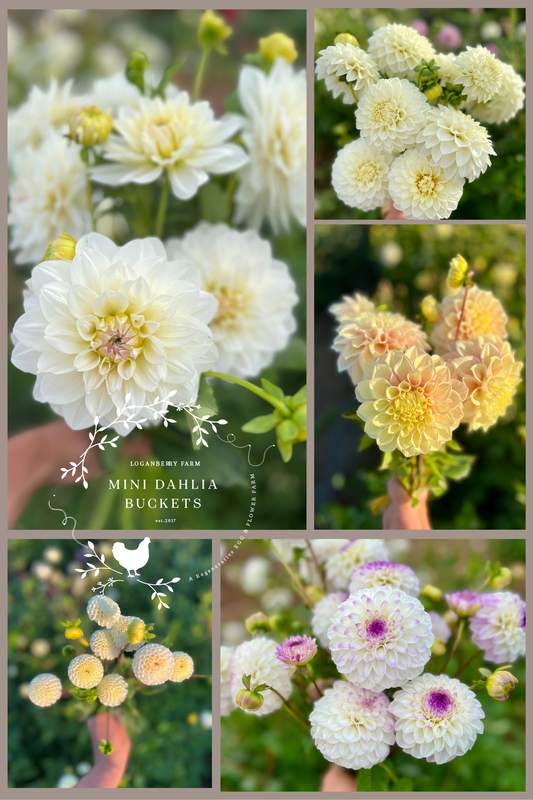 Mini Dahlia Flower Buckets