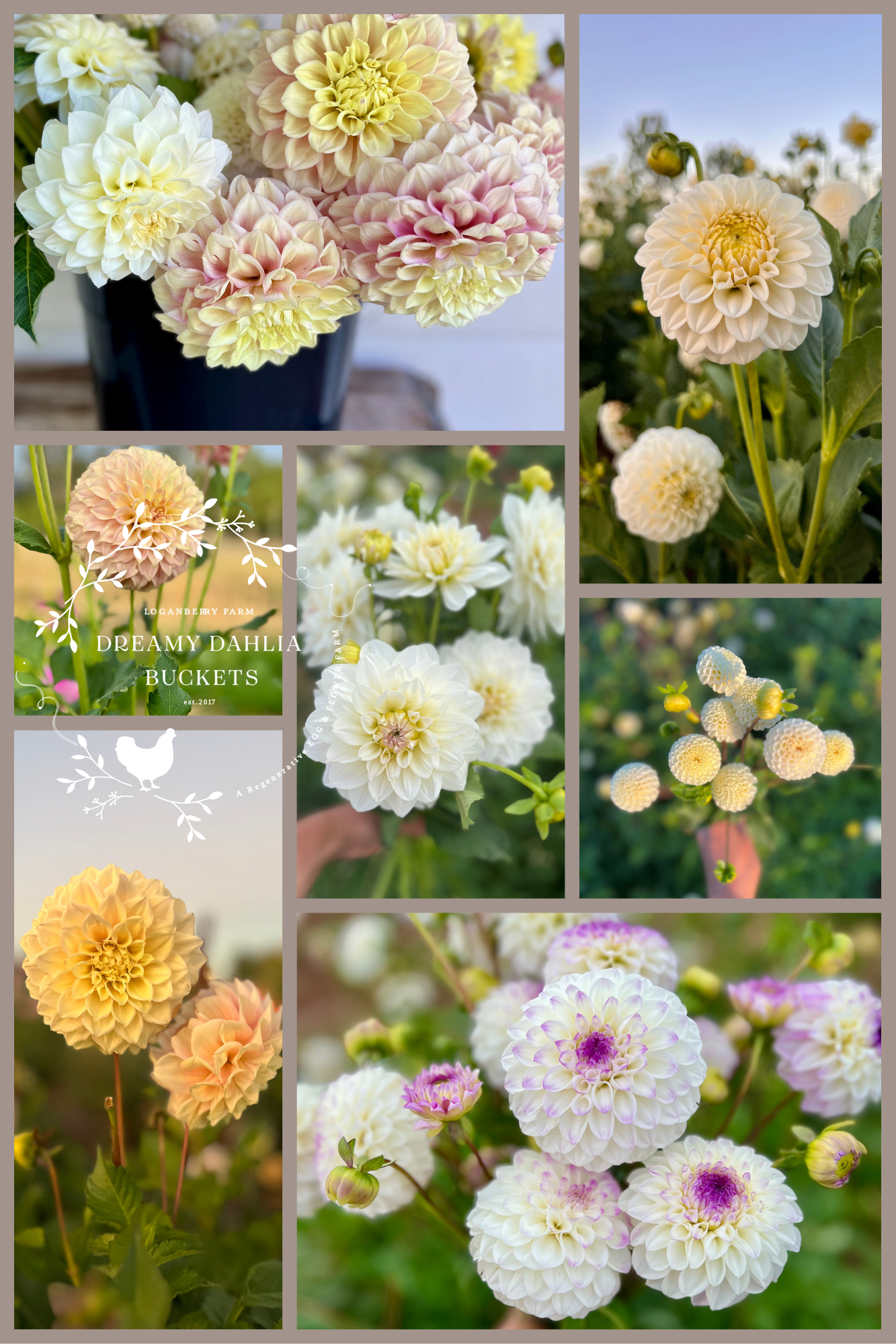 Dreamy Dahlia Flower Buckets
