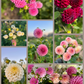 Dreamy Dahlia Flower Buckets
