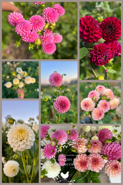 Dreamy Dahlia Flower Buckets