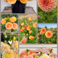 Dreamy Dahlia Flower Buckets