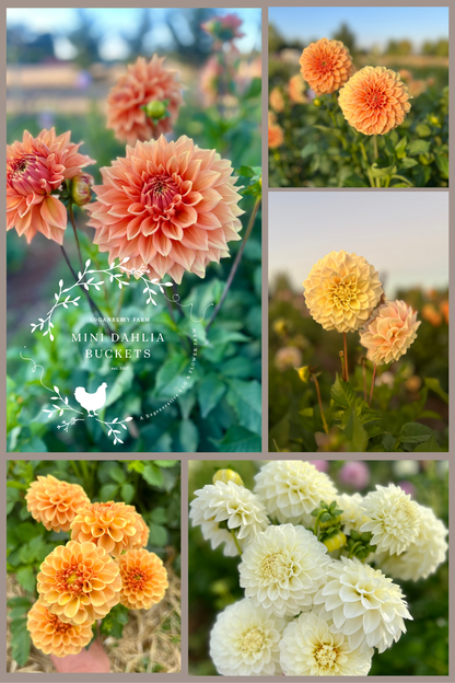 Mini Dahlia Flower Buckets