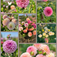 Dreamy Dahlia Flower Buckets