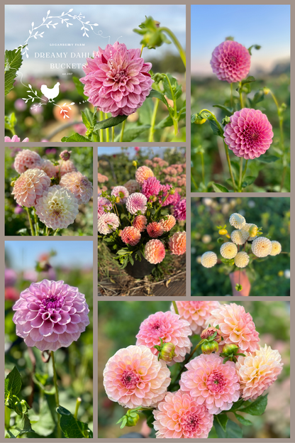 Dreamy Dahlia Flower Buckets