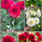 Dreamy Dahlia Flower Buckets