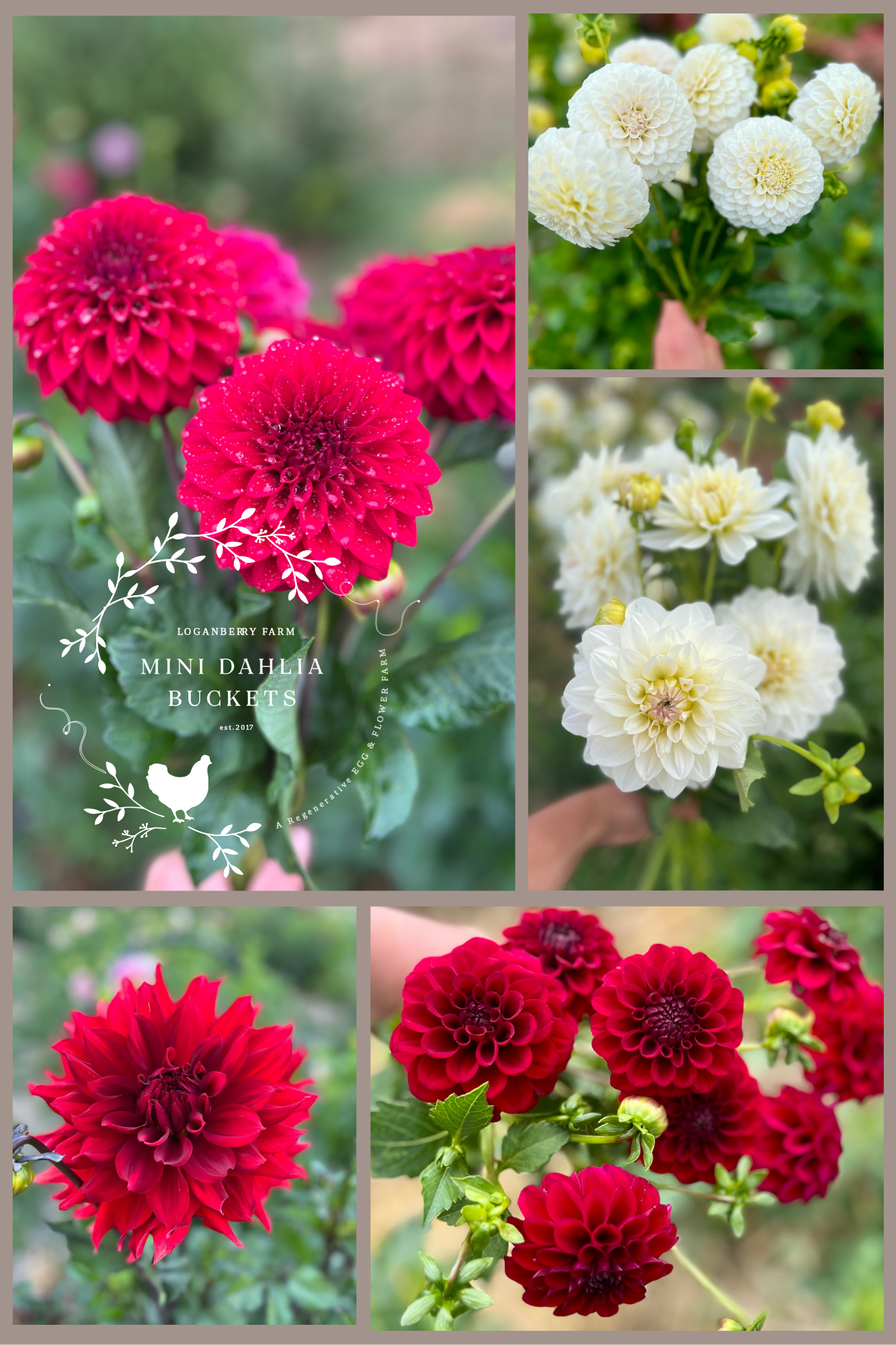 Dreamy Dahlia Flower Buckets