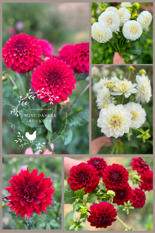 Dreamy Dahlia Flower Buckets