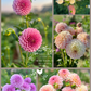 Mini Dahlia Flower Buckets