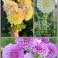 Dahlia Tuber Garden Blends