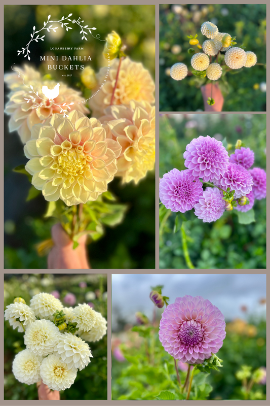 Mini Dahlia Flower Buckets