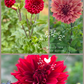 Dahlia Tuber Garden Blend | No 6