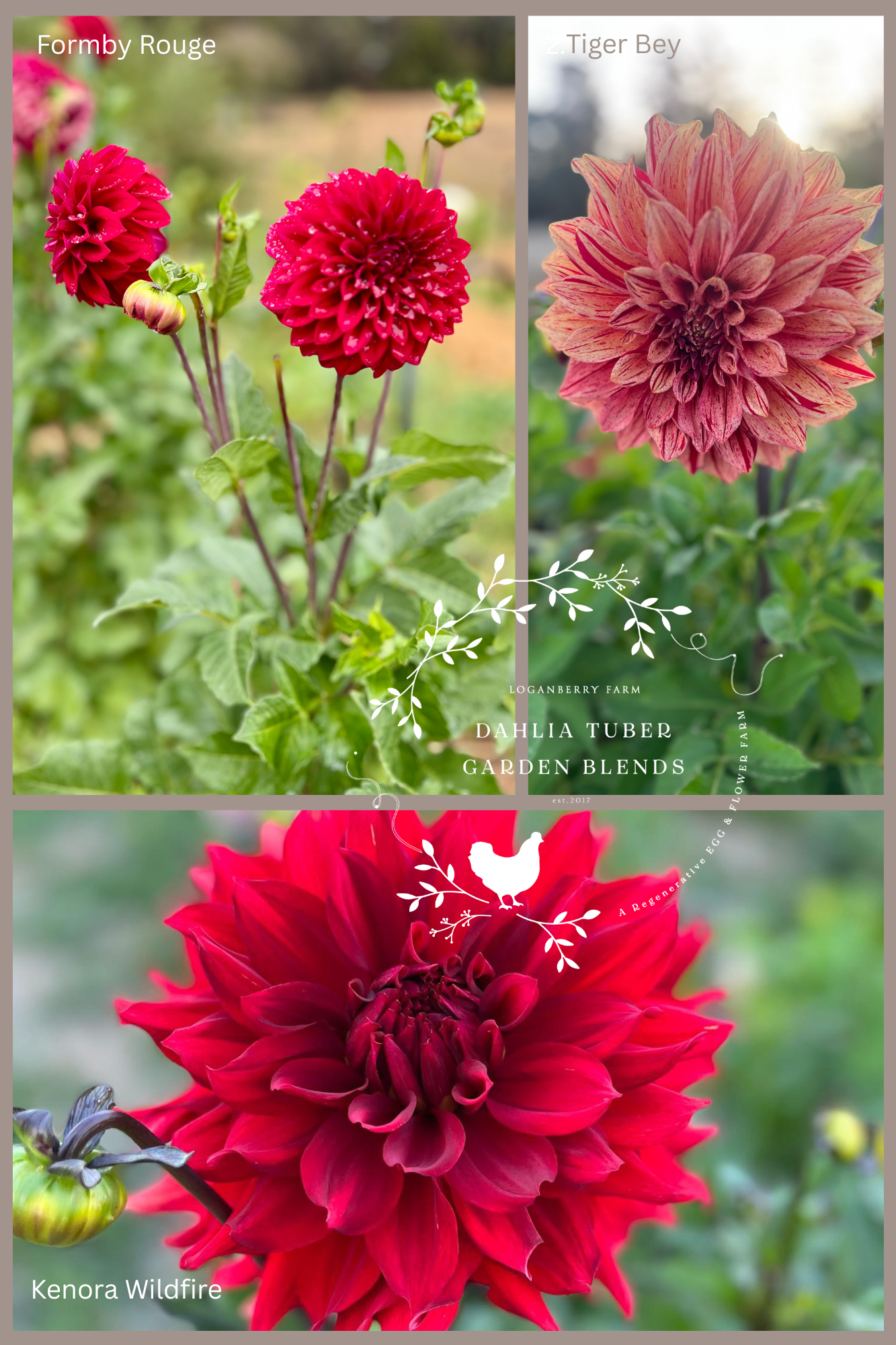 Dahlia Tuber Garden Blend | No 6
