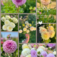 Dreamy Dahlia Flower Buckets