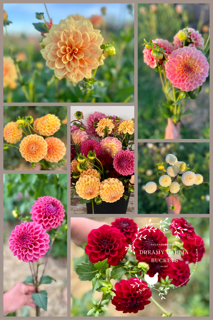 Dreamy Dahlia Flower Buckets