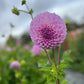 Dahlia 'Marshmallow'