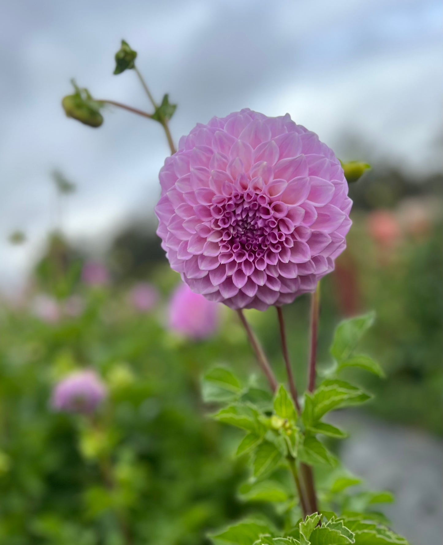 Dahlia 'Marshmallow'