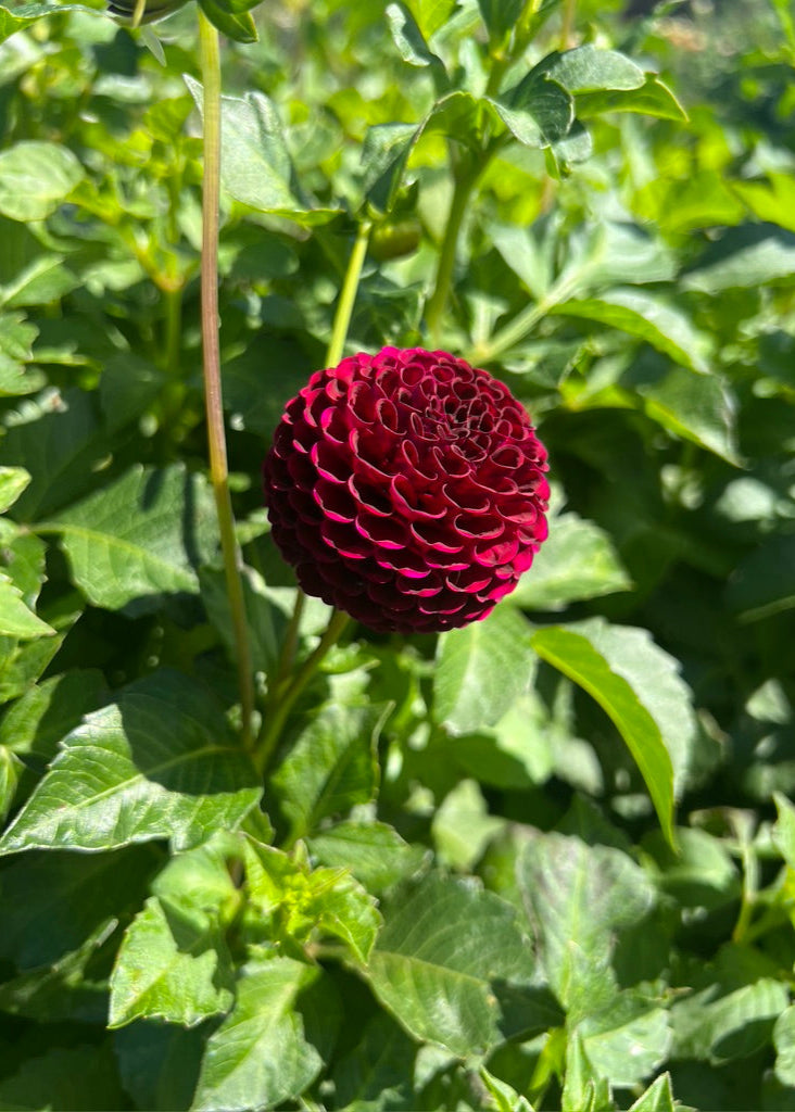 Burgundy Pompon Dahlia Tubers in cultivar Moor Place, side view.

