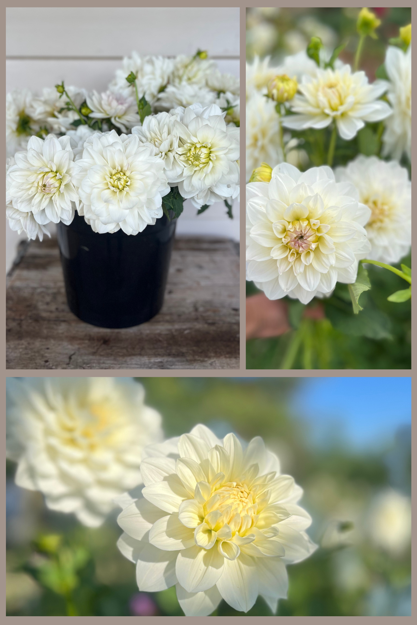white water lily dahlia Waterlily Dahlia Flower Buckets – Loganberry Farm