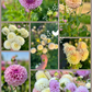 Dahlia Posies