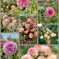Dahlia Posies