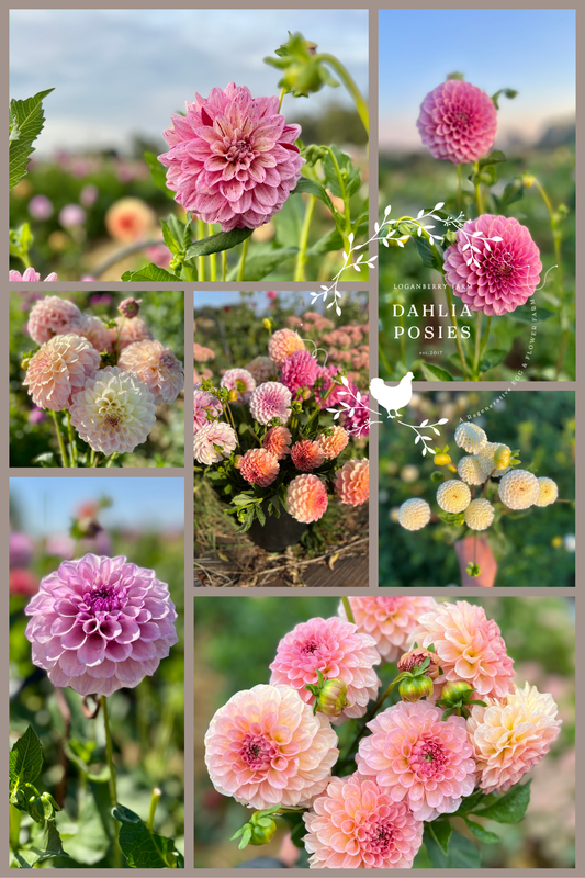 Dahlia Posies