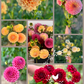 Dahlia Posies