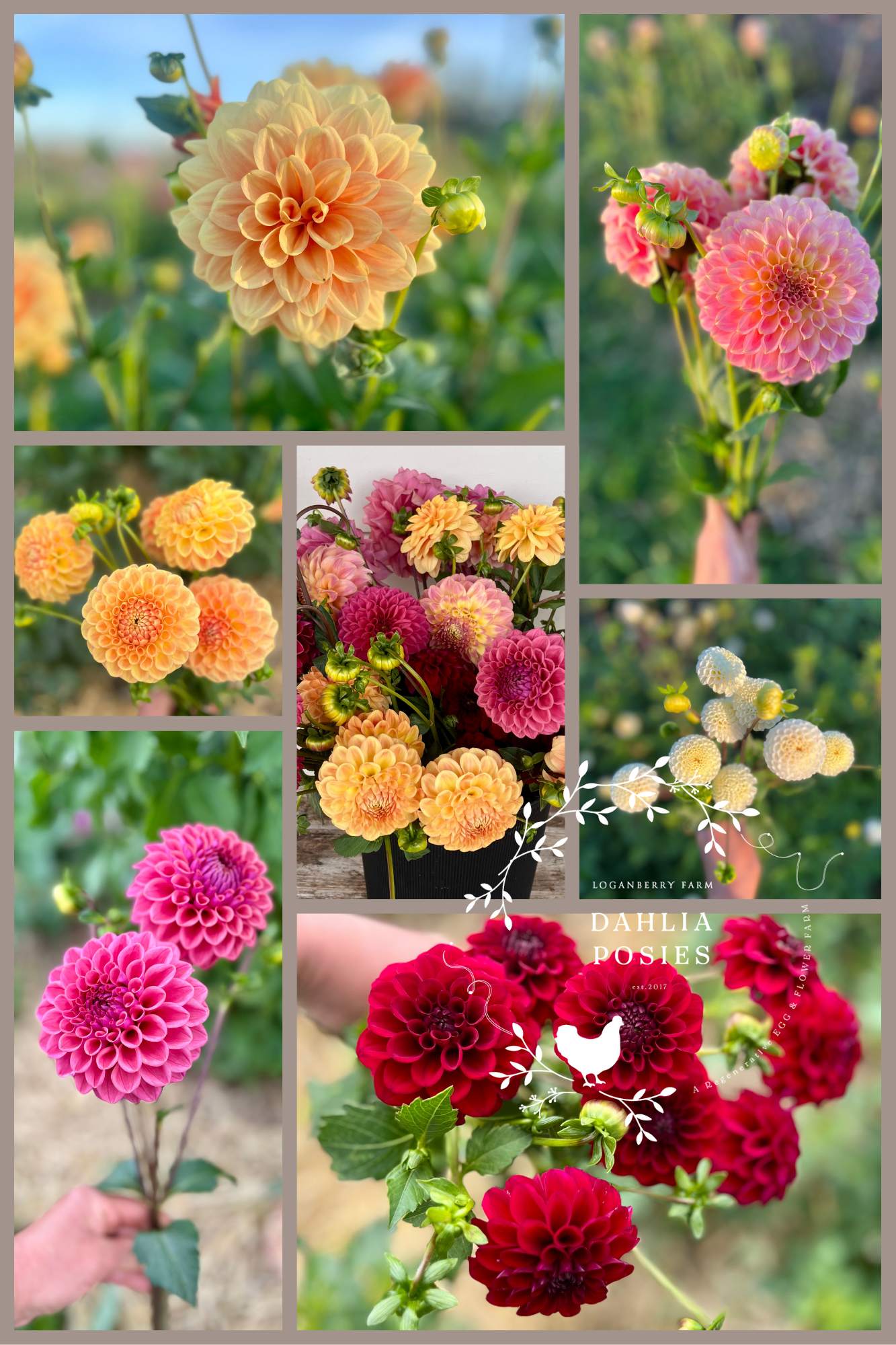 Dahlia Posies