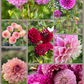Dahlia Posies