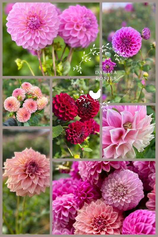 Dahlia Posies