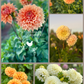 Dahlia Posies