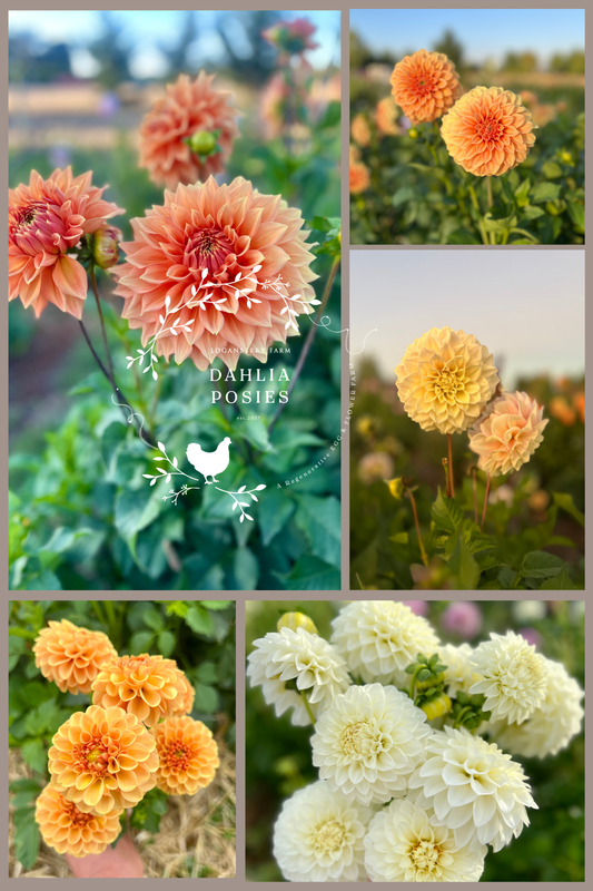 Dahlia Posies