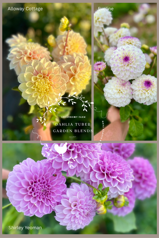 Dahlia Tuber ~  Garden Blend 2