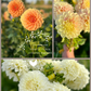 Dahlia Tuber ~  Garden Blend 3