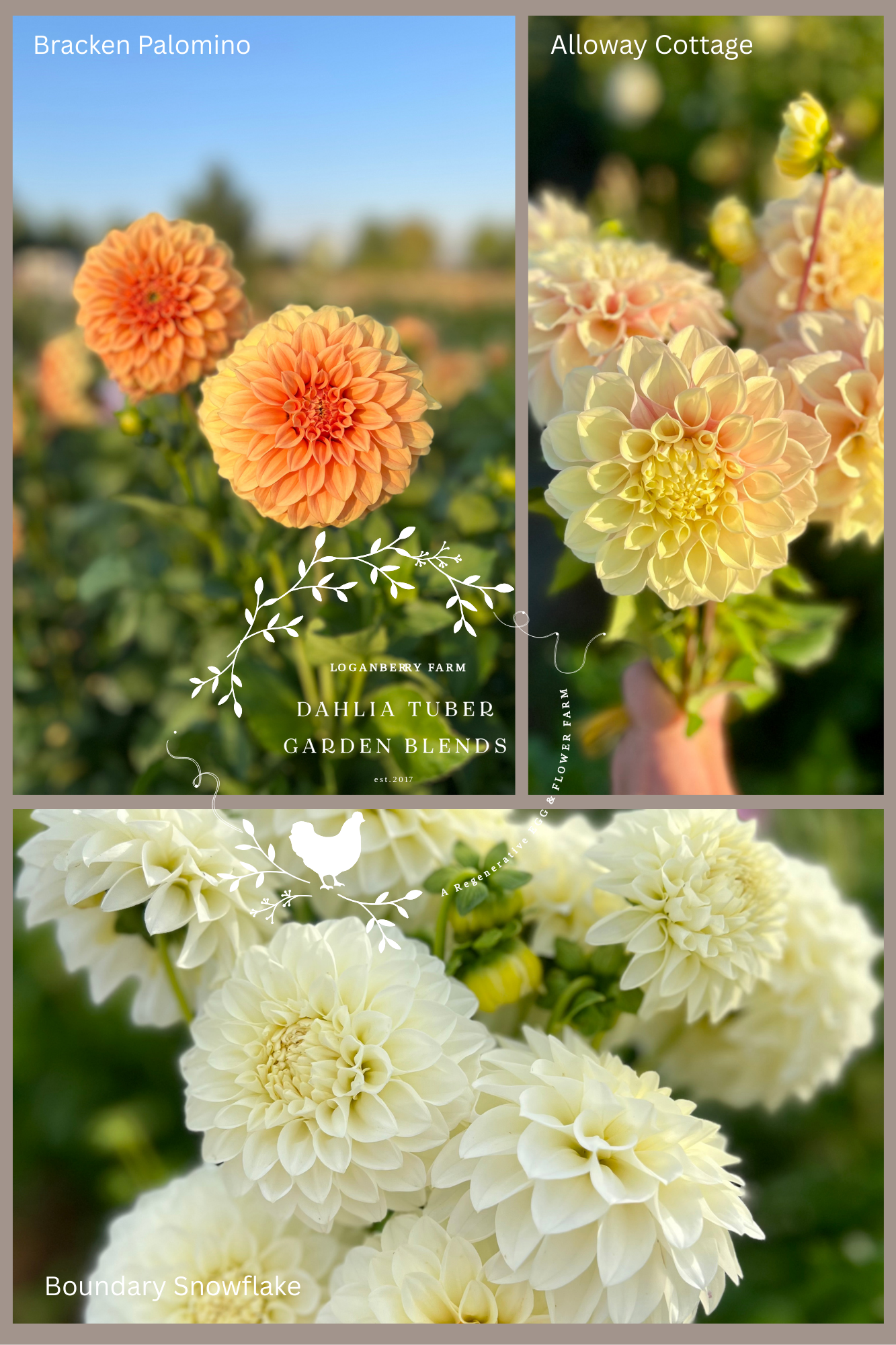 Dahlia Tuber ~  Garden Blend 3
