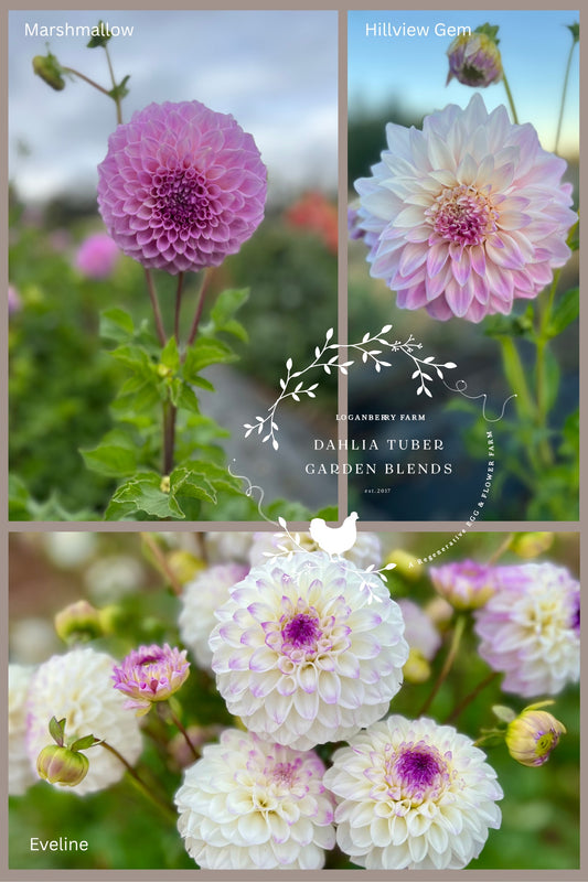Dahlia Tuber - Garden Blend 4