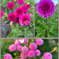 Dahlia Tuber ~ Garden Blend 5