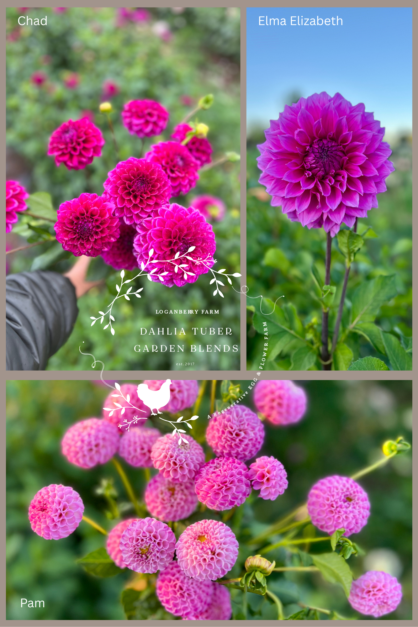 Dahlia Tuber ~ Garden Blend 5