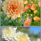 Dahlia Tuber ~ Garden Blend 6