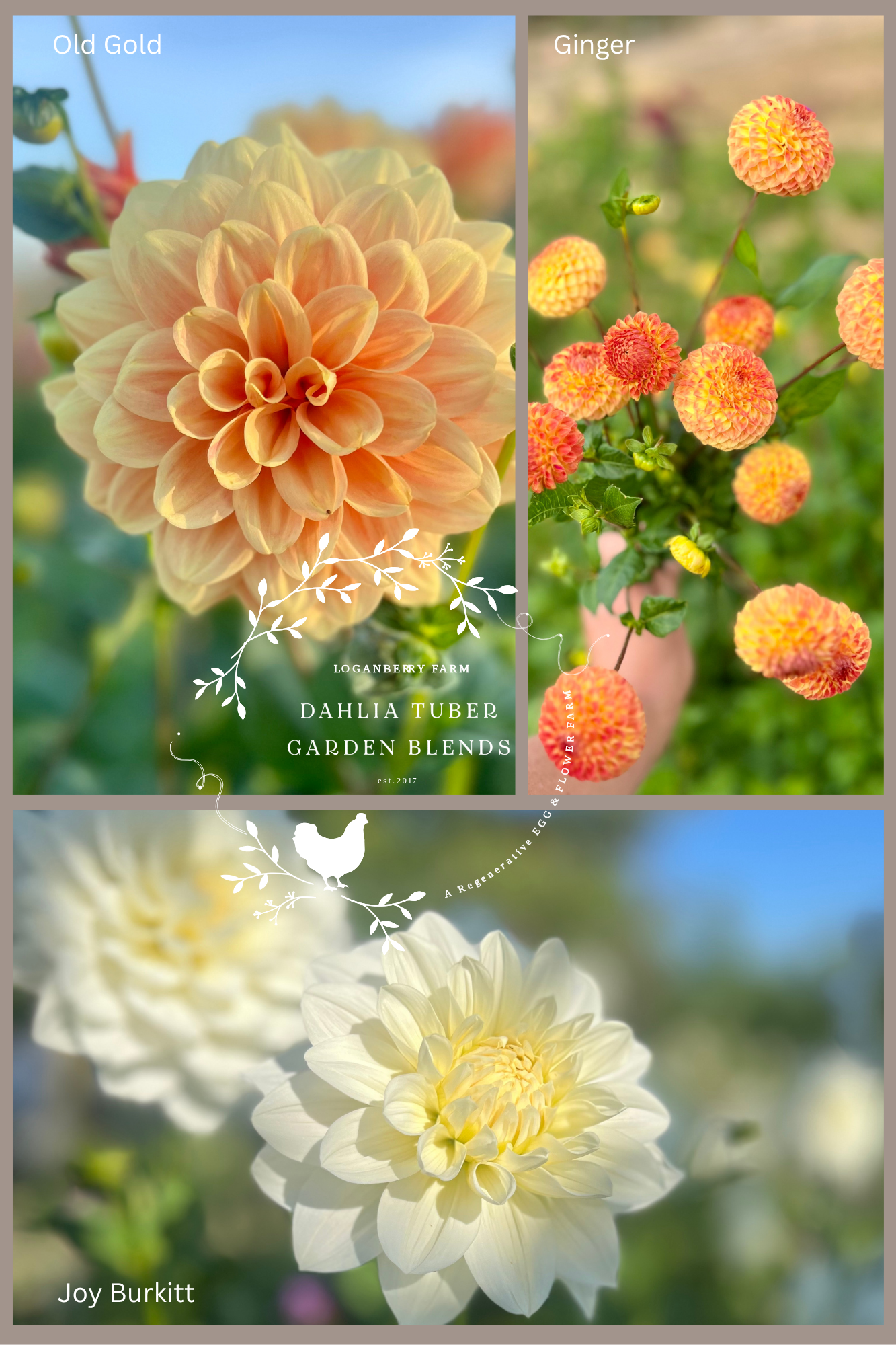 Dahlia Tuber ~ Garden Blend 6