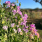 Sweet Pea: Bicolour Lilac Pink