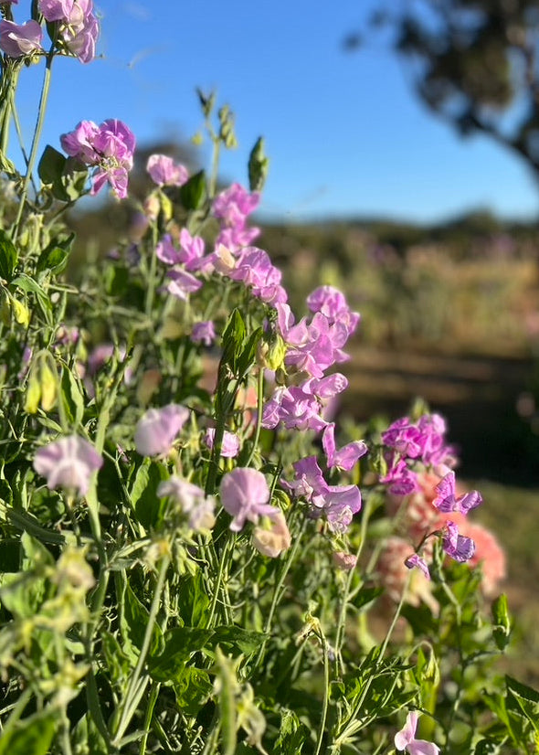 Sweet Pea: Bicolour Lilac Pink