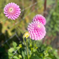 Dahlia 'Glenmarc Margaret'