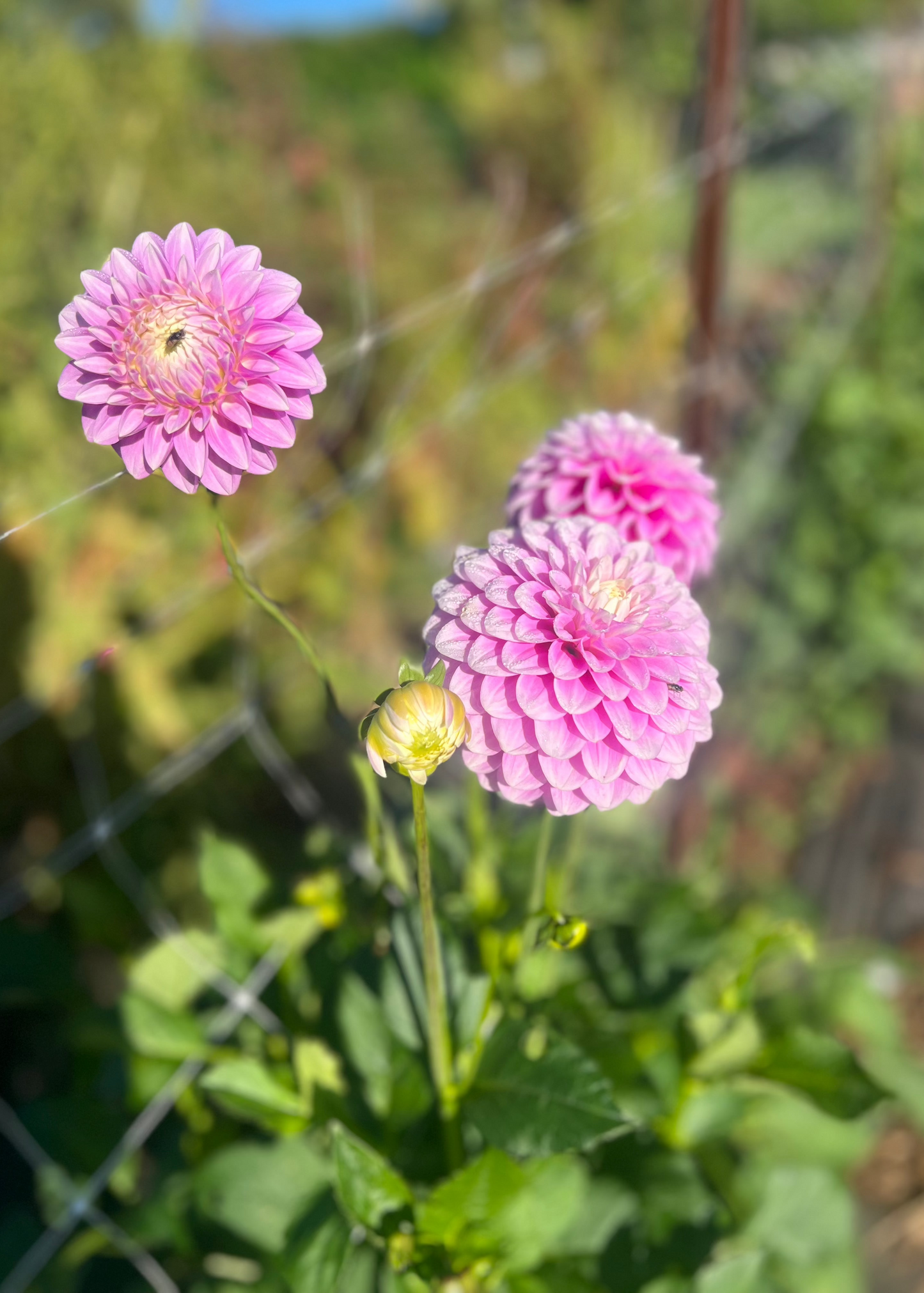 Dahlia 'Glenmarc Margaret'