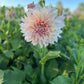 Dahlia 'Cafe au Lait'