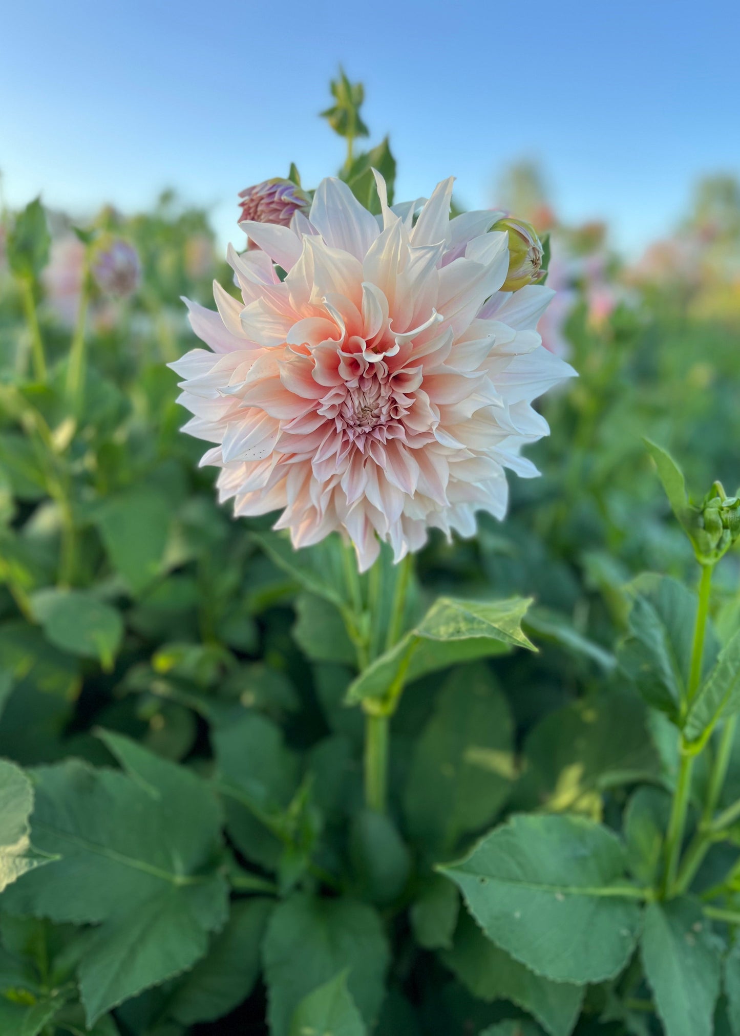 Dahlia 'Cafe au Lait'