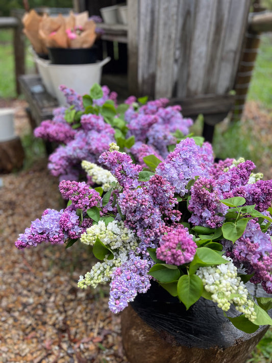 Mini Lilac Flower Buckets